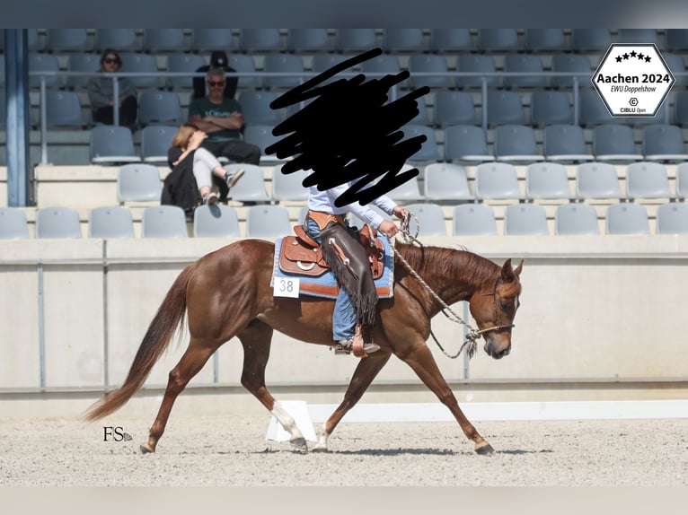 Caballo cuarto de milla Yegua 4 años 155 cm Alazán-tostado in Seeheim-Jugenheim