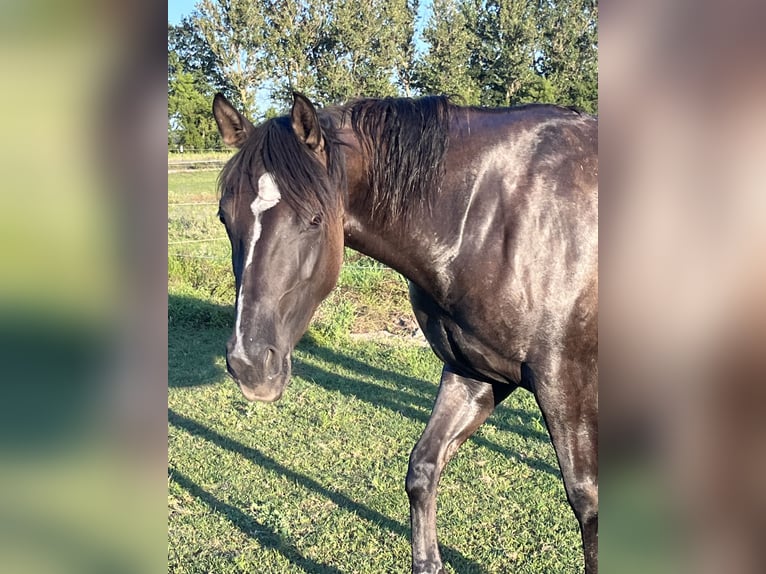 Caballo cuarto de milla Yegua 4 años 155 cm Bayo in J&#xFC;terbog