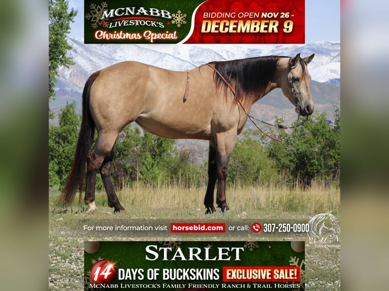 Caballo cuarto de milla Yegua 4 años 155 cm Buckskin/Bayo in Cody, WY