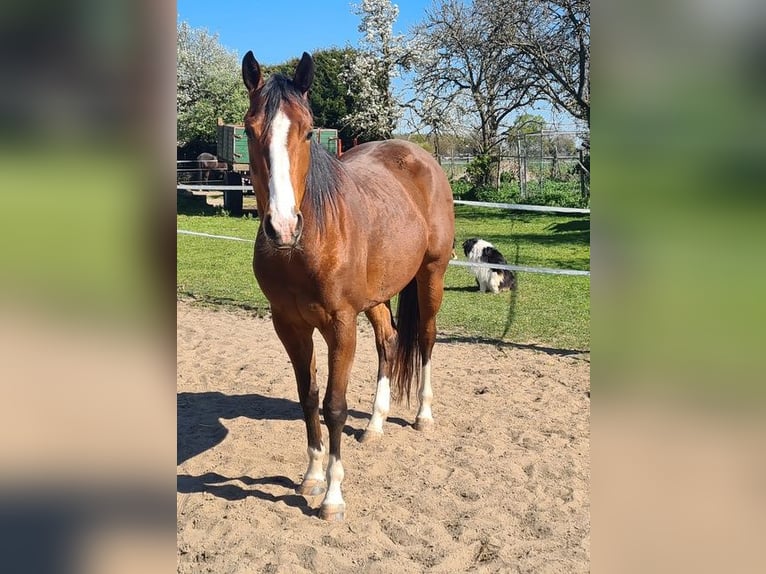 Caballo cuarto de milla Yegua 4 años 155 cm Castaño in Neukirchen Vluyn