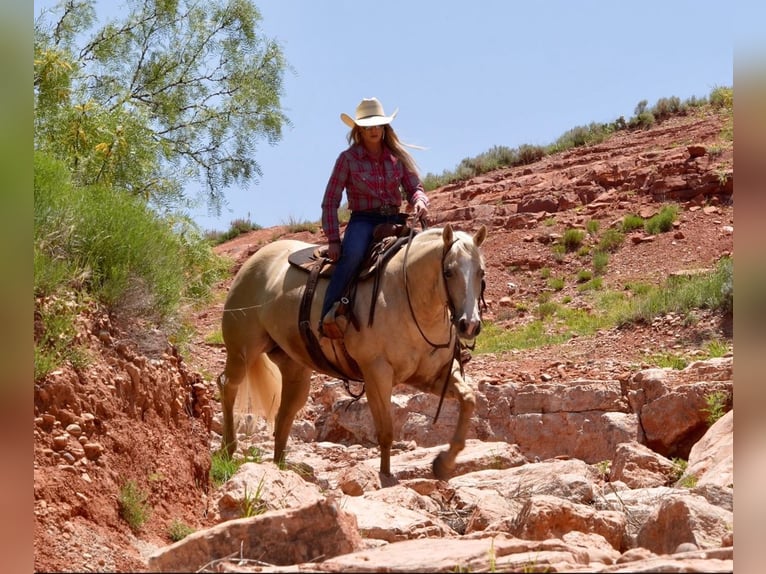 Caballo cuarto de milla Yegua 4 años 155 cm Palomino in Amarillo, TX