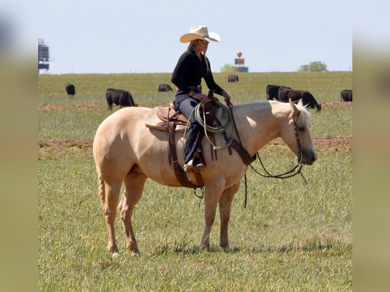 Caballo cuarto de milla Yegua 4 años 155 cm Palomino in Amarillo, TX