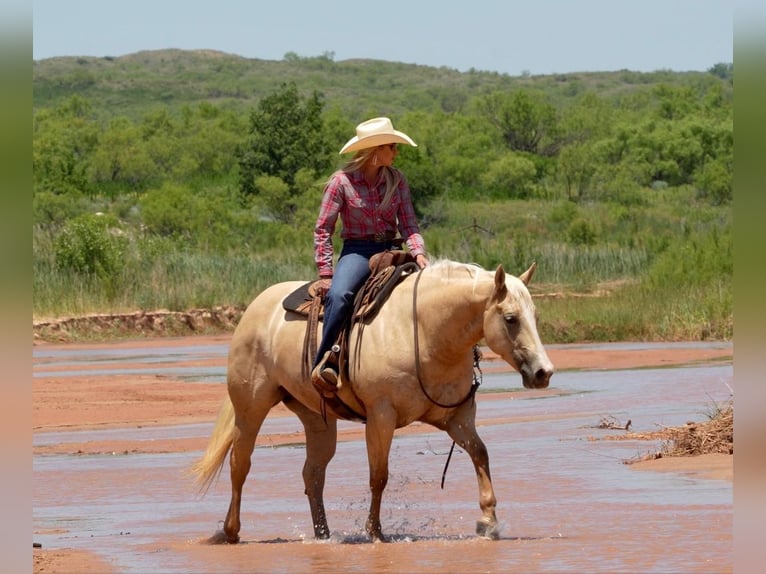 Caballo cuarto de milla Yegua 4 años 155 cm Palomino in Amarillo, TX