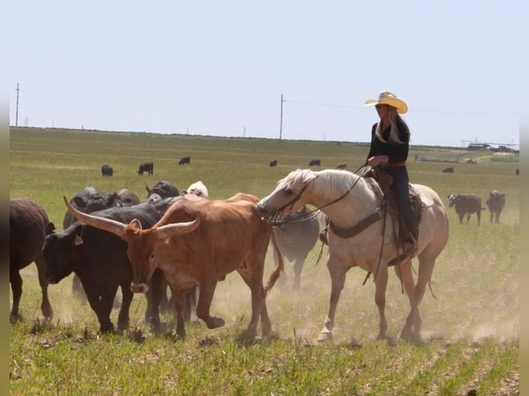Caballo cuarto de milla Yegua 4 años 155 cm Palomino in Amarillo, TX