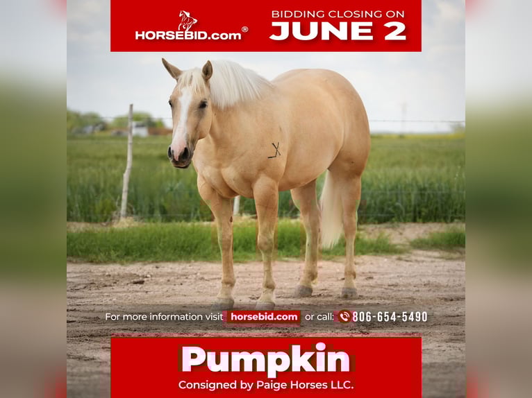 Caballo cuarto de milla Yegua 4 años 155 cm Palomino in Amarillo, TX