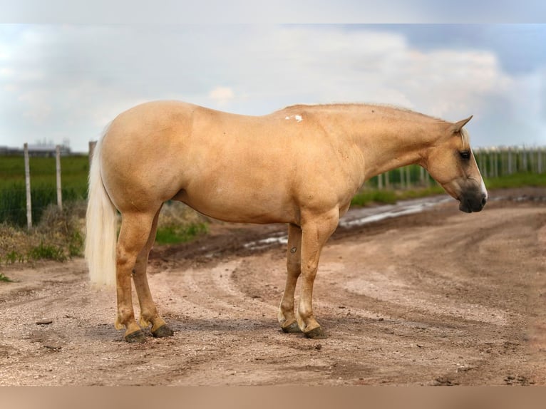 Caballo cuarto de milla Yegua 4 años 155 cm Palomino in Amarillo, TX