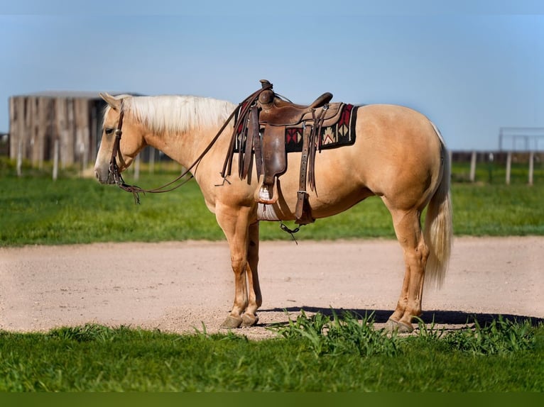 Caballo cuarto de milla Yegua 4 años 155 cm Palomino in Amarillo, TX