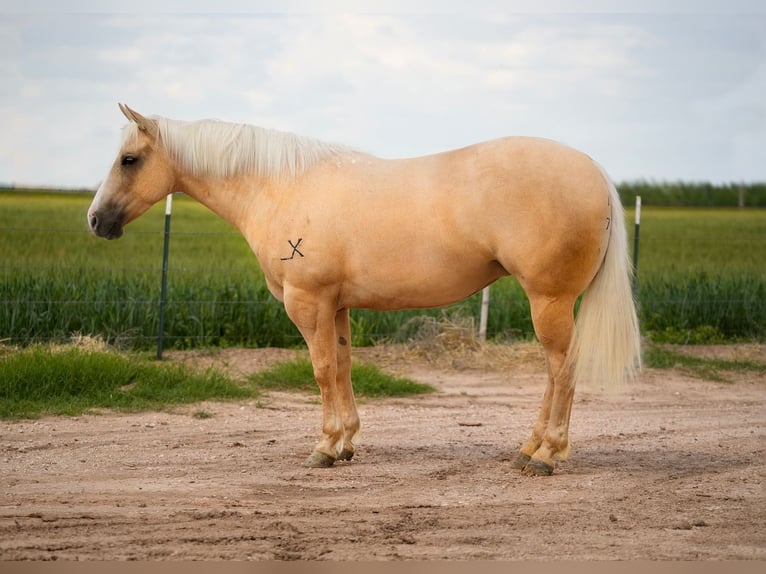 Caballo cuarto de milla Yegua 4 años 155 cm Palomino in Amarillo, TX