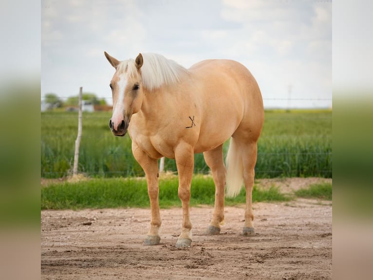 Caballo cuarto de milla Yegua 4 años 155 cm Palomino in Amarillo, TX