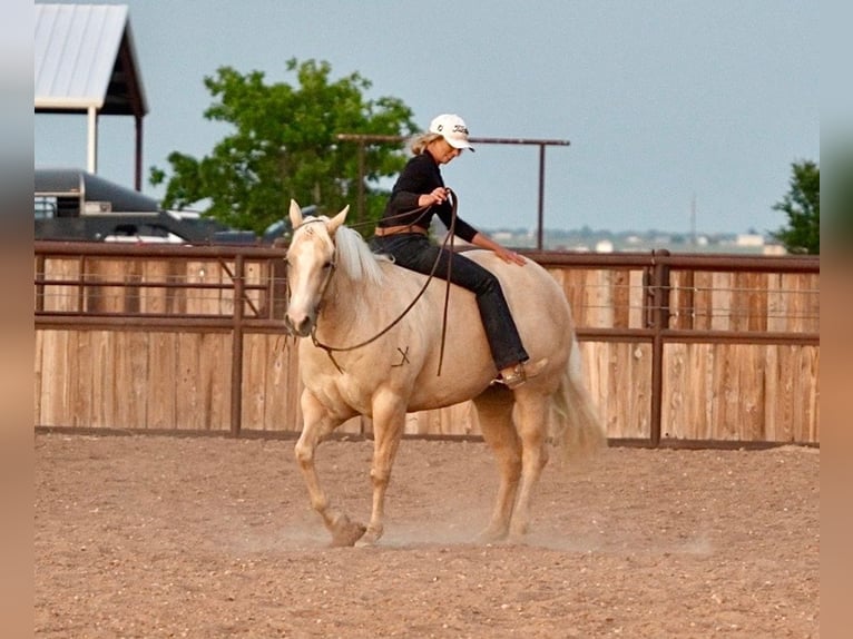 Caballo cuarto de milla Yegua 4 años 155 cm Palomino in Amarillo, TX