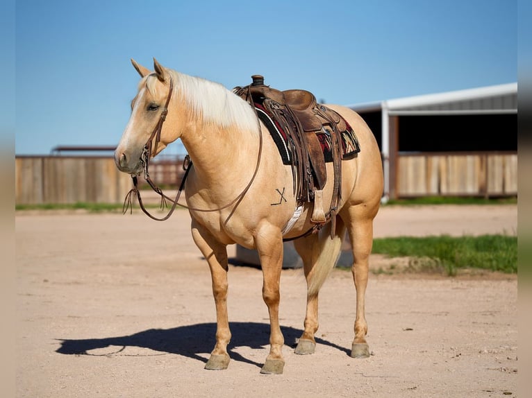 Caballo cuarto de milla Yegua 4 años 155 cm Palomino in Amarillo, TX