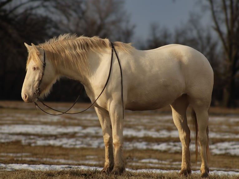 Caballo cuarto de milla Mestizo Yegua 4 años 155 cm Perlino in Baxter Springs