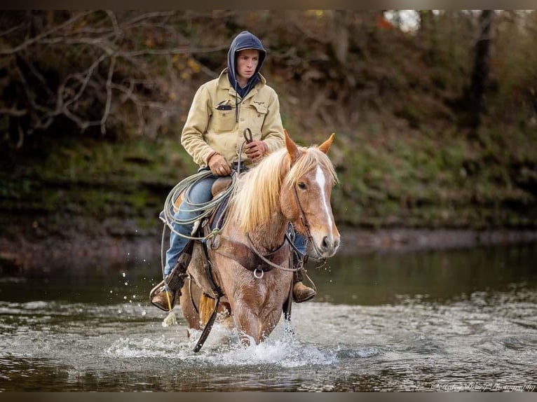 Caballo cuarto de milla Mestizo Yegua 4 años 155 cm Ruano alazán in Auburn, KY