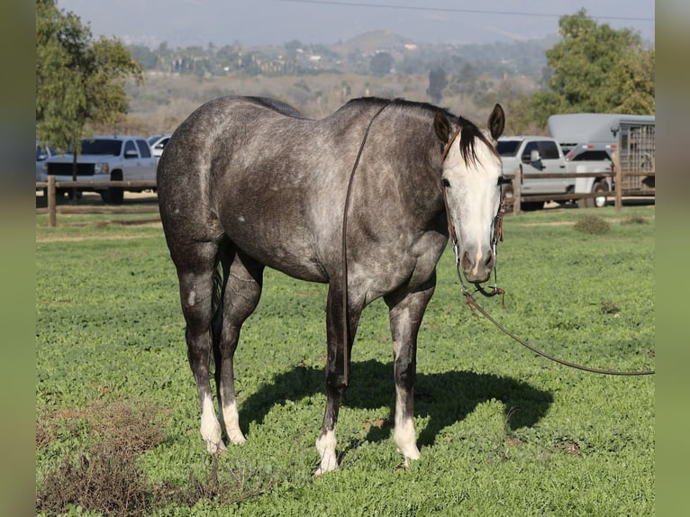Caballo cuarto de milla Yegua 4 años 155 cm Tordo rodado in Norco