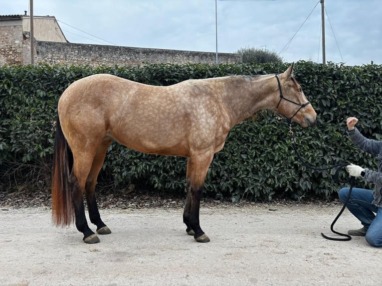 Caballo cuarto de milla Yegua 4 años 156 cm Buckskin/Bayo in Verona