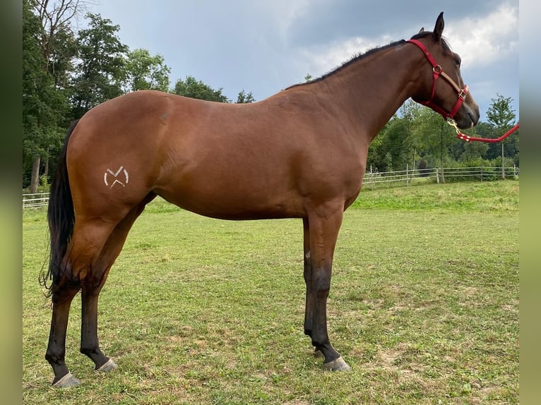 Caballo cuarto de milla Yegua 4 años 156 cm Castaño oscuro in Weiz