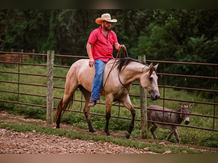 Caballo cuarto de milla Yegua 4 años 157 cm Buckskin/Bayo in Santa Fe