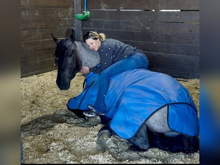 Caballo cuarto de milla Mestizo Yegua 4 años 157 cm Ruano azulado in Ocala
