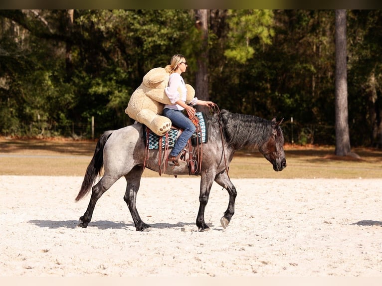 Caballo cuarto de milla Mestizo Yegua 4 años 157 cm Ruano azulado in Ocala