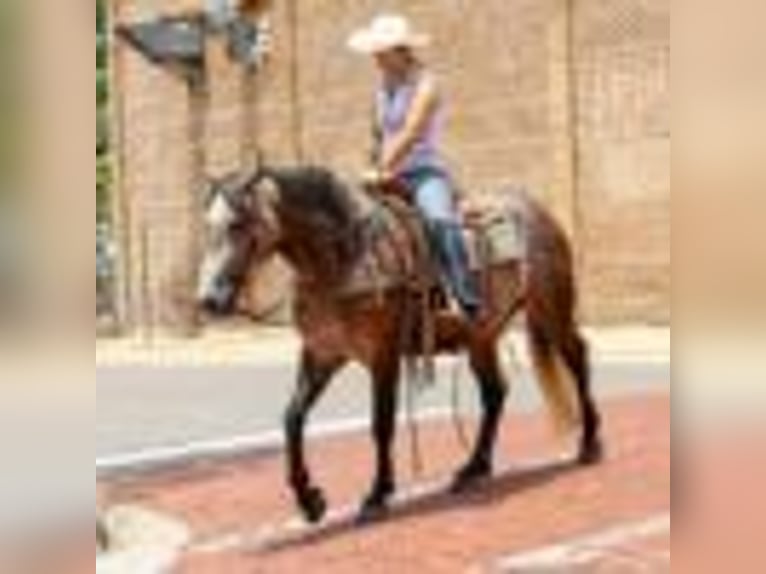 Caballo cuarto de milla Yegua 4 años 157 cm Tordo in Rusk TX