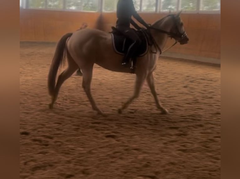 Caballo cuarto de milla Yegua 4 años 158 cm Champán in Barver