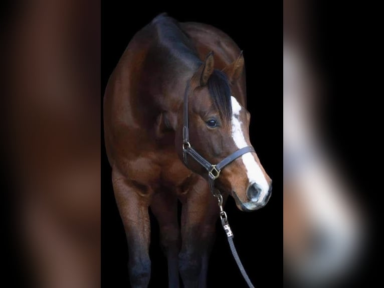 Caballo cuarto de milla Yegua 4 años 160 cm Alazán in Neufra