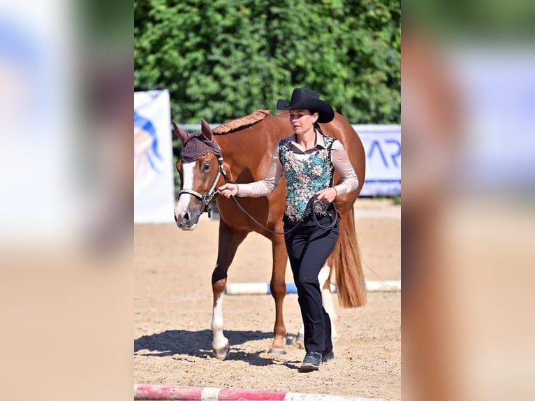 Caballo cuarto de milla Yegua 4 años 160 cm Alazán in Neufra
