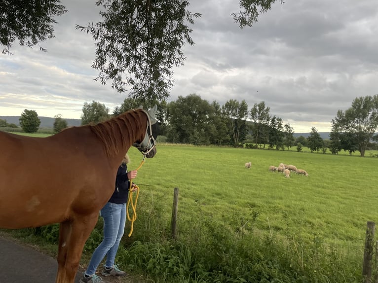 Caballo cuarto de milla Yegua 4 años 162 cm Alazán in Meinhard