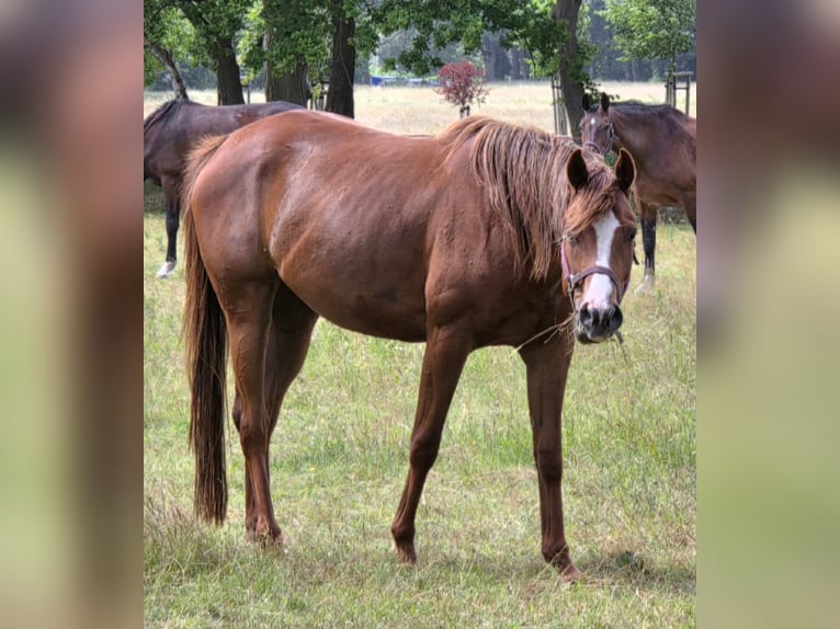 Caballo cuarto de milla Yegua 4 años 163 cm Alazán-tostado in Lübtheen