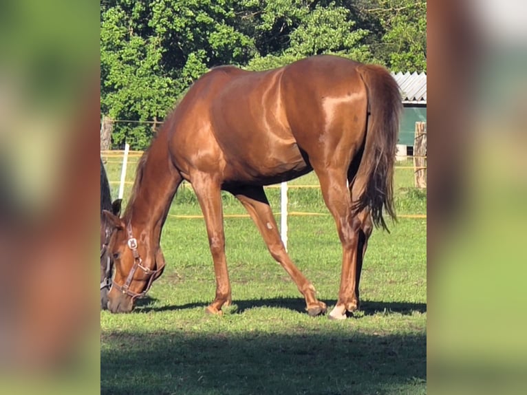 Caballo cuarto de milla Yegua 4 años 163 cm Alazán-tostado in Lübtheen