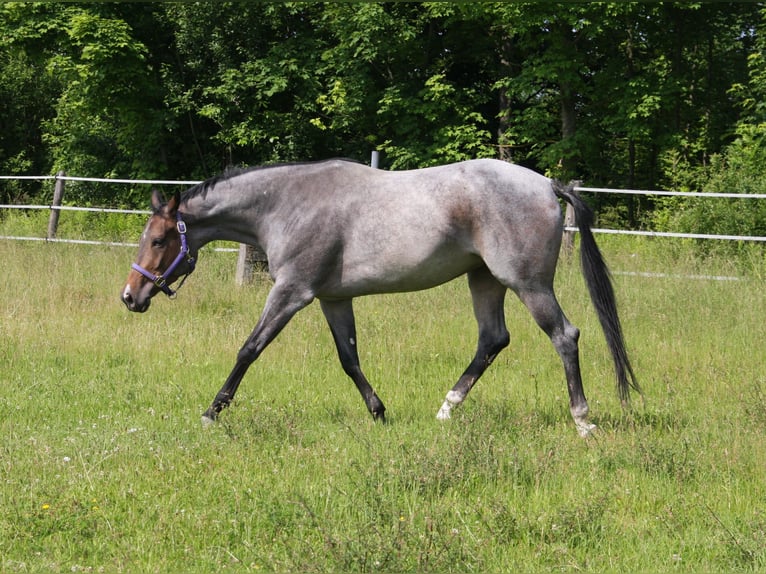 Caballo cuarto de milla Yegua 4 años 163 cm Castaño-ruano in Pöttsching