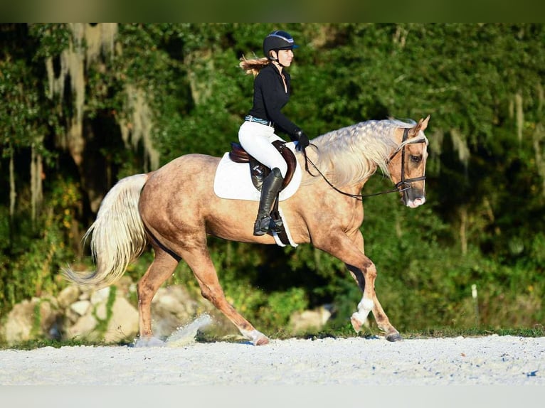 Caballo cuarto de milla Yegua 4 años 163 cm Palomino in Ocala