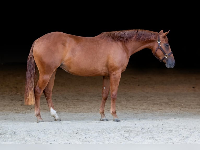Caballo cuarto de milla Yegua 4 años Alazán in Eschenau