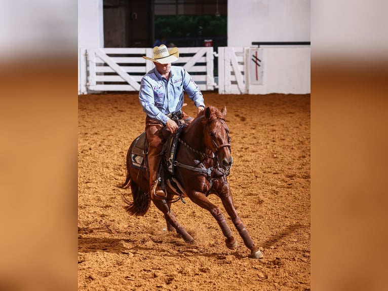 Caballo cuarto de milla Yegua 4 años Alazán rojizo in Waco