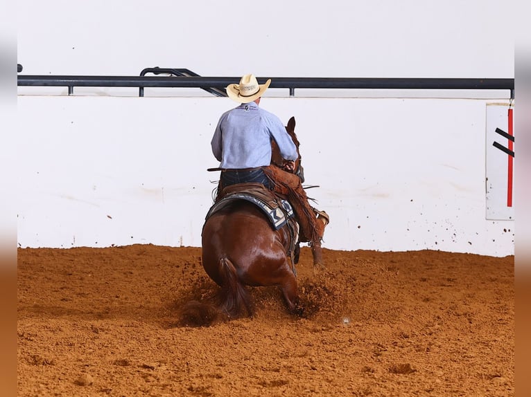 Caballo cuarto de milla Yegua 4 años Alazán rojizo in Waco