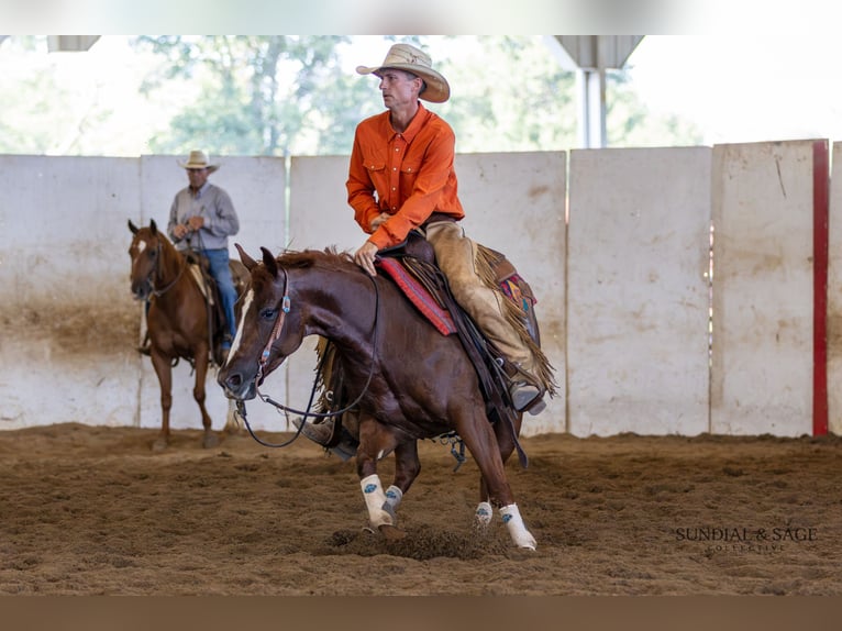 Caballo cuarto de milla Yegua 4 años Alazán rojizo in Bellevue