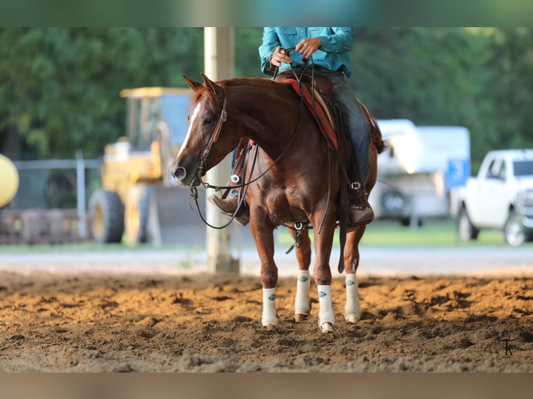 Caballo cuarto de milla Yegua 4 años Alazán rojizo in Bellevue