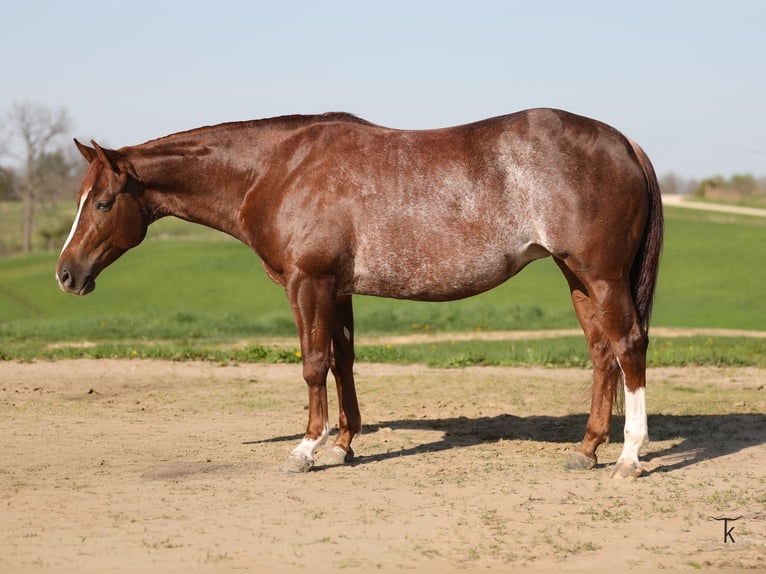 Caballo cuarto de milla Yegua 4 años Alazán rojizo in Bellevue