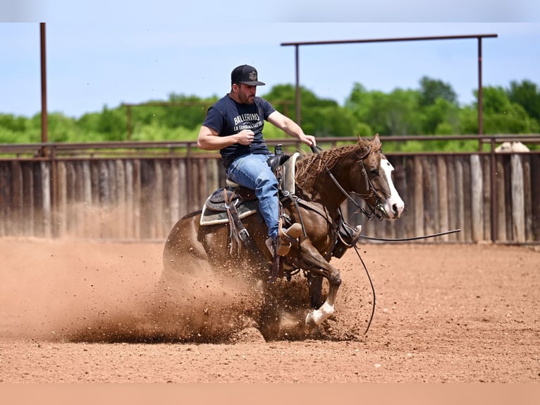 Caballo cuarto de milla Yegua 4 años Alazán rojizo in Waco, TX