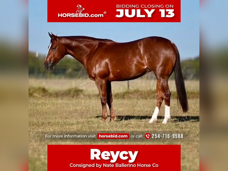 Caballo cuarto de milla Yegua 4 años Alazán rojizo in Waco
