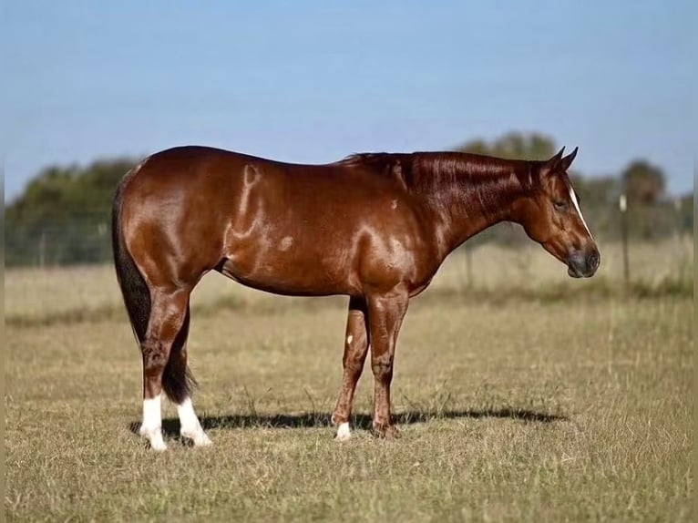 Caballo cuarto de milla Yegua 4 años Alazán rojizo in Waco