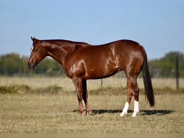 Caballo cuarto de milla Yegua 4 años Alazán rojizo in Waco