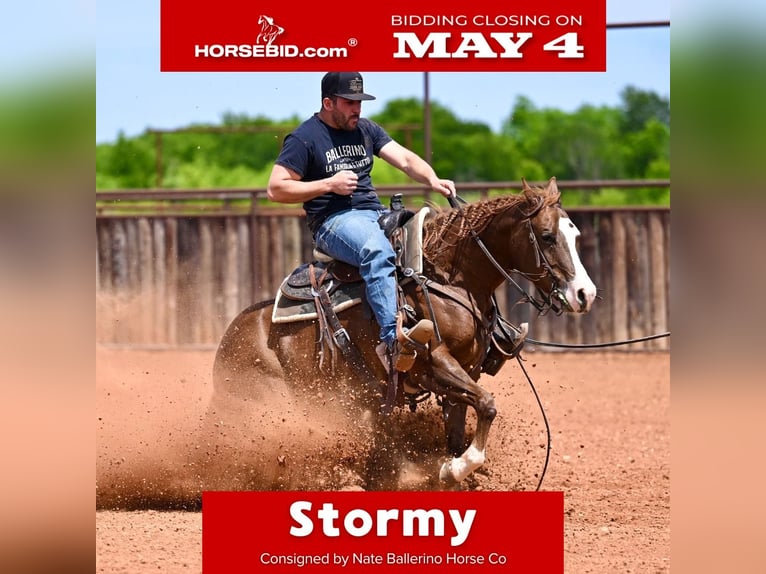 Caballo cuarto de milla Yegua 4 años Alazán rojizo in Waco, TX