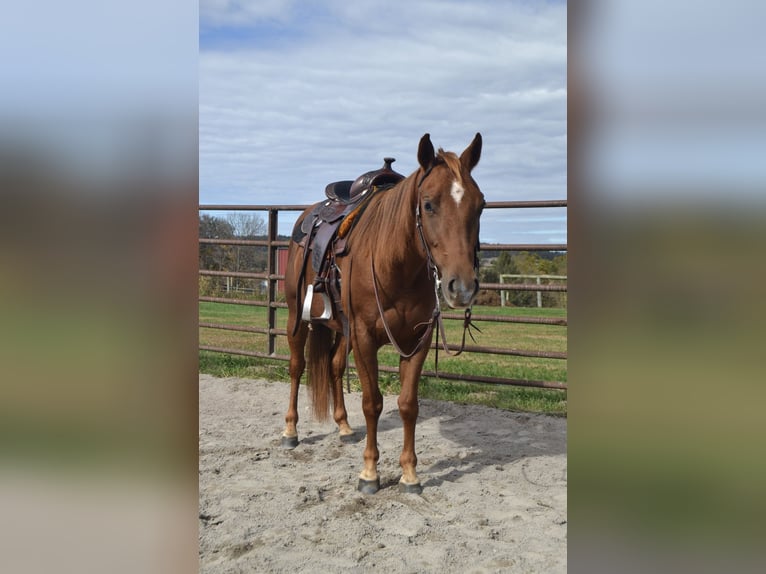 Caballo cuarto de milla Yegua 4 años Alazán rojizo in Landisburg