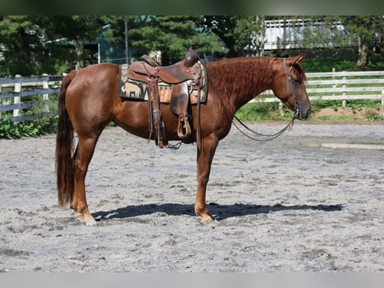 Caballo cuarto de milla Yegua 4 años Alazán-tostado in Jonestown