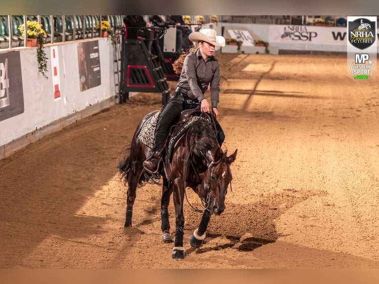 Caballo cuarto de milla Yegua 4 años Alazán-tostado in Balingen