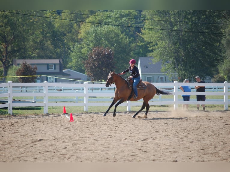 Caballo cuarto de milla Yegua 4 años Bayo in Hamilton Al