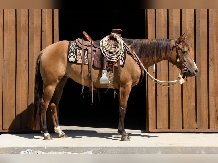 Caballo cuarto de milla Yegua 4 años Bayo in Bloomsburg
