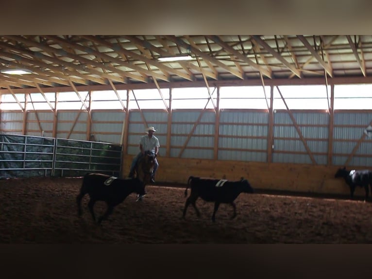 Caballo cuarto de milla Yegua 4 años Bayo in Bloomsburg