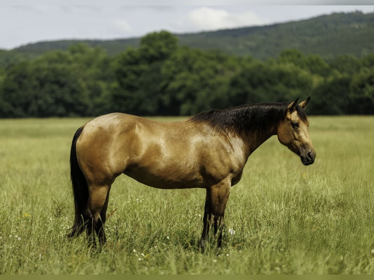 Caballo cuarto de milla Yegua 4 años Buckskin/Bayo in Quitman
